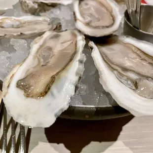 Oysters
