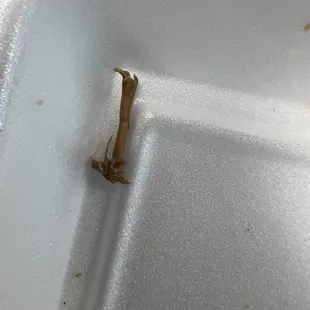 a dead bug in a styrofoam container