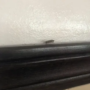 Roaches on the side of the table