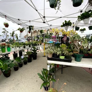 a variety of potted plants