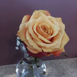 Pretty rose on the table