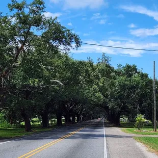 Oaks on road to restaurant