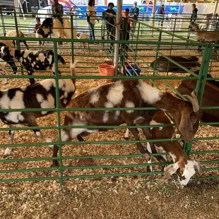 Charlotte Fair