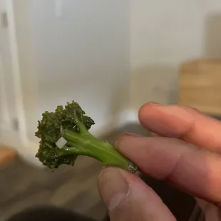 Sad looking piece of broccoli with the life cooked out of it.