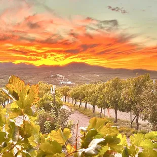 Charron Vineyards famous sunsets