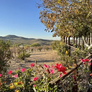 Vineyard and patio