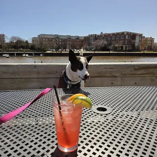 Enjoy a meal or drink with your friendly dog on our patio!