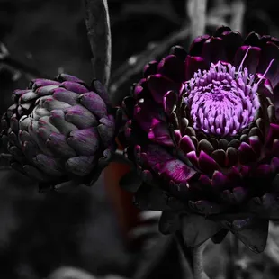 Artichokes growing in the Garden outside in the parking lot.