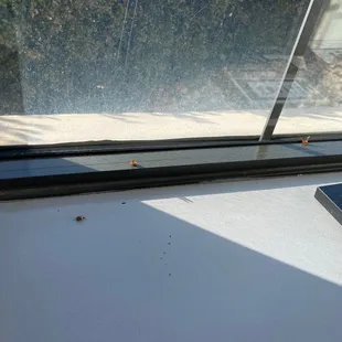 Deal bugs on window sill