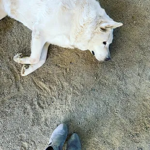 Winery Doggo, Sage. 10/10 good doggo!