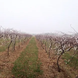 Vineyard in the winter