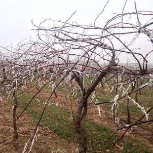 Icy grape vines