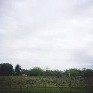 a vineyard in the background