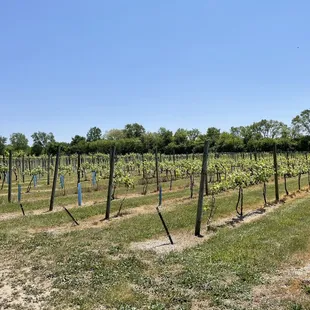 Vines