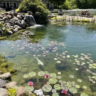 Cute little pond