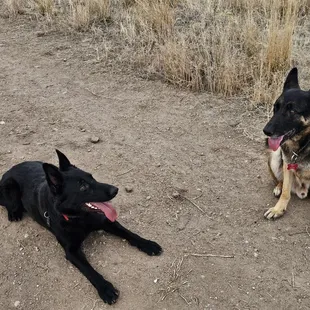 Happy New Year 2024 from the Dog Park