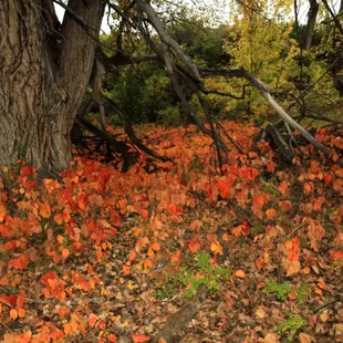 beautiful color changing the landscape in Fall.
