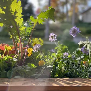 Fall light and the beautiful window box displays.