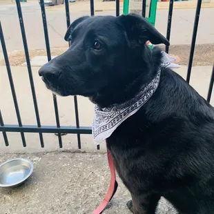 a black dog wearing a bandana