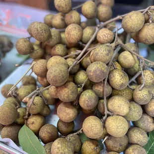 Longan