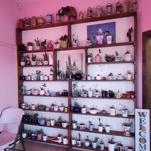 Plants that you can purchase.