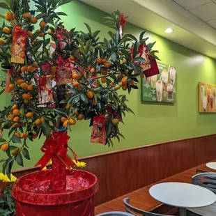 Happy Lunar New Year on Feb 1st!