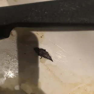 a black bug on a white plate