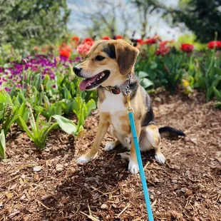 Dogs allowed for the Dogwood event!