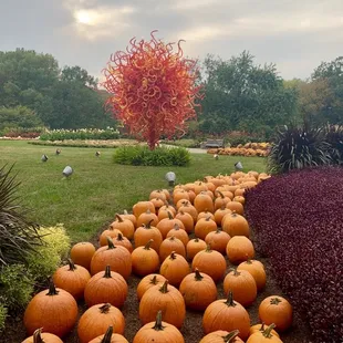 Chihuly nights at Cheekwood