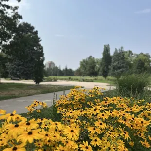 Wildflower gardens everywhere