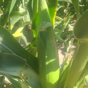 Fresh Corn... Everything we do is Fresh AF