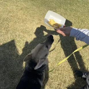 Cheese omelette made for the doggo - how sweet!