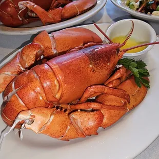 Thursday Lobster Special 1.5 lbs