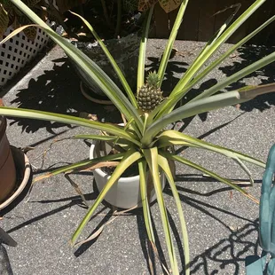 A pineapple tree outside the restaurant.