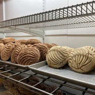 Conchas