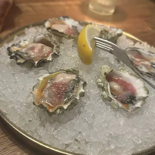 Oysters