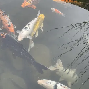 Koi