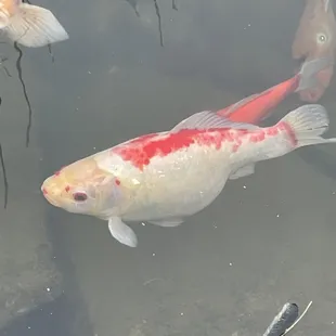 Koi