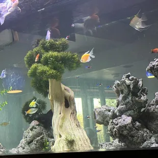 Fish tank