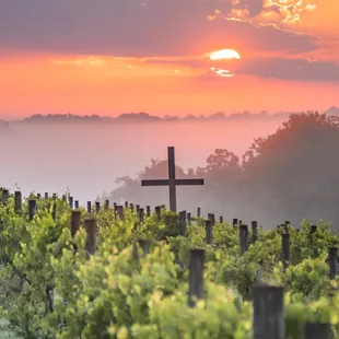 a cross in the vineyard