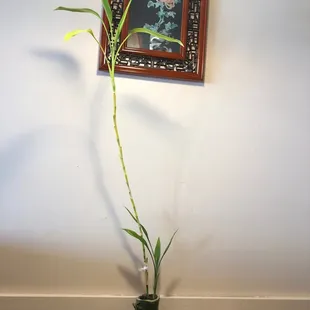 Bamboo plant