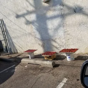 Looks like sliced tomatos. A bird landed on them and some of them were in the floor.