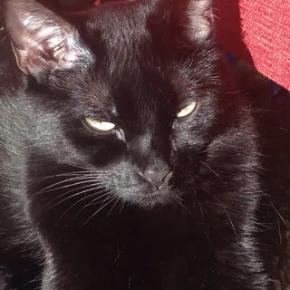 Bonnie C.