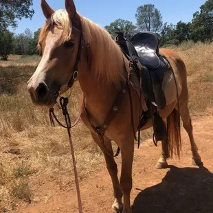 "Sara" 1st ride out on the trail! First 30 days under saddle.