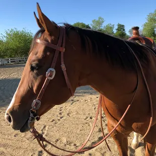 "Rudy" AQHA Lesson Horse