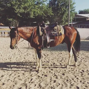 "Dandee" APHA Lesson Horse