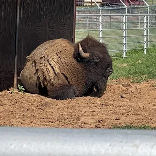 Buffalo at Cherokee Trading Post