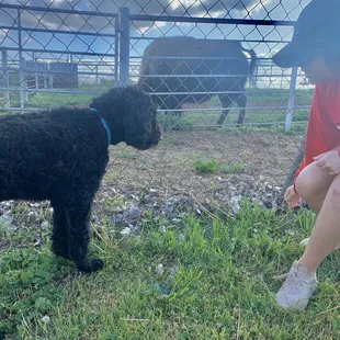 The Bison are always fun to stop and visit