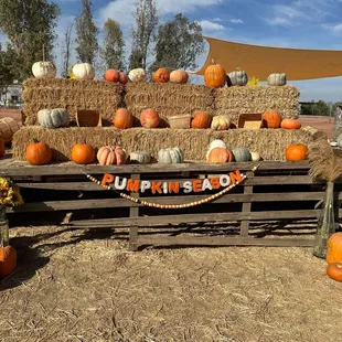 Pumpkin Season, baby!