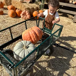 He was obsessed with pulling this wagon!